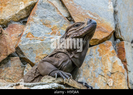 A brown iguana in the Shell Factory in North Fort Myers FLorida Stock Photo