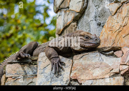 A brown iguana in the Shell Factory in North Fort Myers FLorida Stock Photo