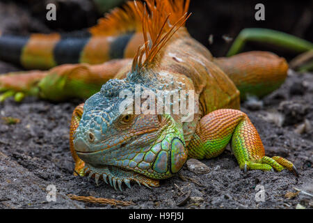A green iguana (Iguana iguana), also known as the American iguana in the Shell Factory in North Fort Myers FLorida Stock Photo