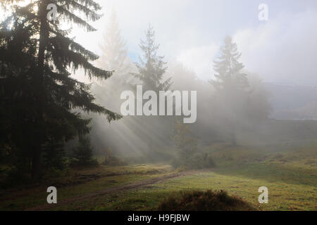 The sun's rays shine through the golden leaves of beeches in the foggy morning in a golden autumn. Stock Photo