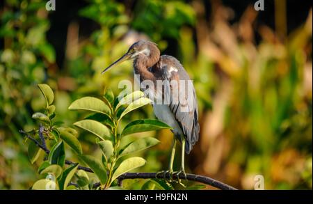 Tricolored heron looking what's going on in Florida, USA. Stock Photo
