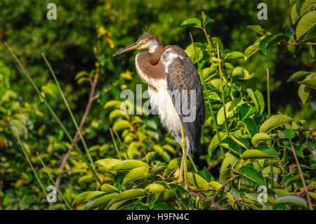 Tricolored heron on a branch. Stock Photo