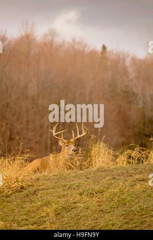 White tail deer staying low during hunting season. 1/5 Stock Photo