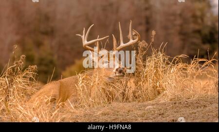 White tail deer staying low during hunting season. 5/5 Stock Photo