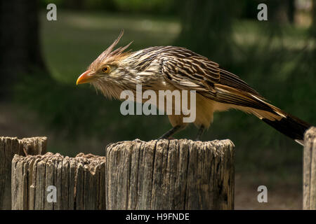 Guira cuckoo (Guira guira) standing still over a wooden fence Stock Photo