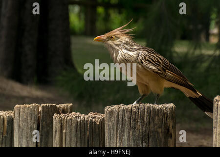 Guira cuckoo (Guira guira) standing still over a wooden fence Stock Photo