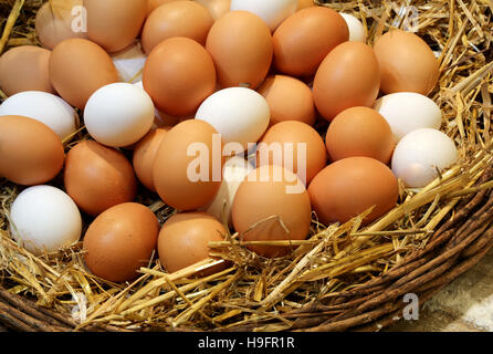 wicker basket with lots of fresh chicken eggs just collected in the henhouse of the farm Stock Photo