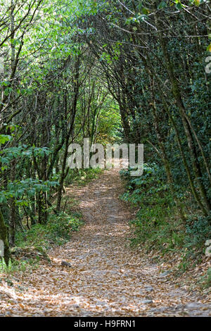 Path through a French woodland in late summer. Stock Photo