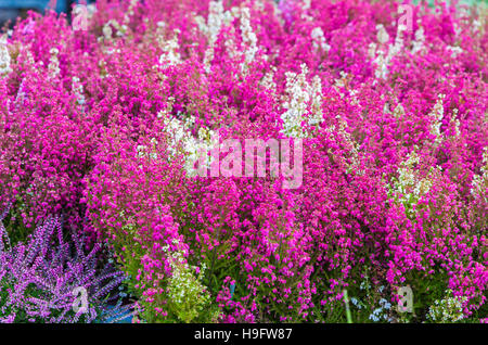 Pink, purple and white Calluna Vulgaris flowers in the garden Stock Photo