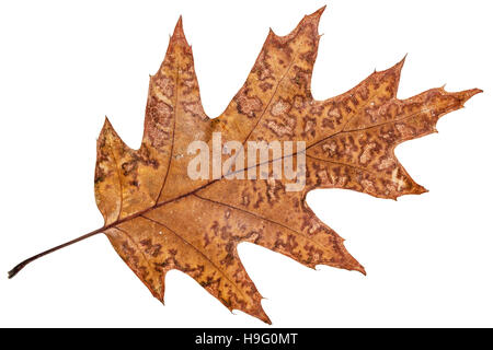 Fallen autumn leaf of oak, isolated on white background Stock Photo