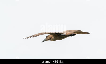 Hamerkop in mid flight over Hawassa Lake Stock Photo