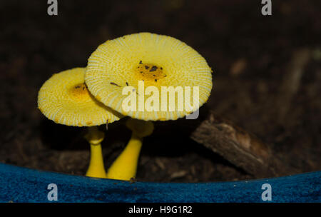 Yellow parasol, flowerpot parasol, yellow houseplant mushroom (Leucocoprinus birnbaumii  or Lepiota lutea).  UK. Stock Photo