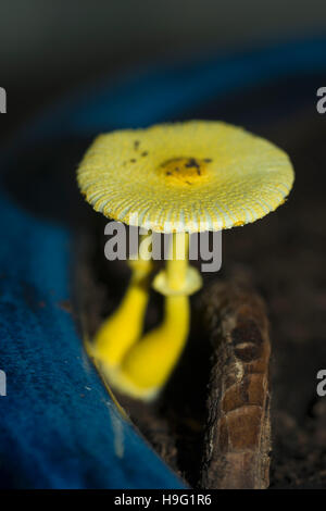 Yellow parasol, flowerpot parasol, yellow houseplant mushroom (Leucocoprinus birnbaumii  or Lepiota lutea).  UK. Stock Photo