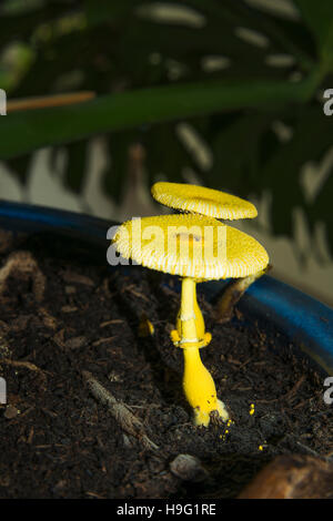 Yellow parasol, flowerpot parasol, yellow houseplant mushroom (Leucocoprinus birnbaumii  or Lepiota lutea).  UK. Stock Photo