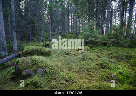 Scene from an old untouched spruce forest with mossy rocks on the ground Stock Photo