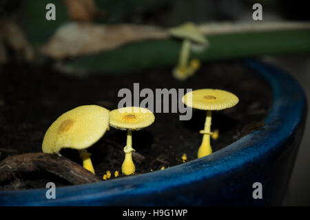 Yellow parasol, flowerpot parasol, yellow houseplant mushroom (Leucocoprinus birnbaumii  or Lepiota lutea).  UK. Stock Photo