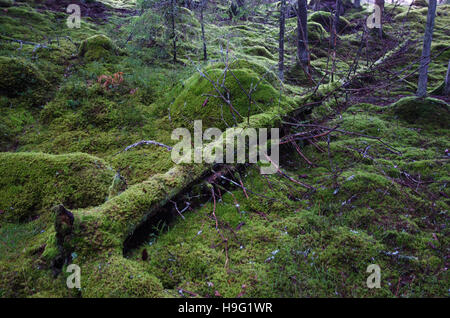 Fallen old dead mossy tree trunk at a green forest ground Stock Photo