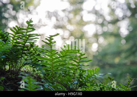 Green lush bracken closeup with defocused light background Stock Photo