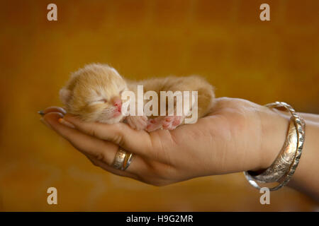 New born kitten in hand Stock Photo