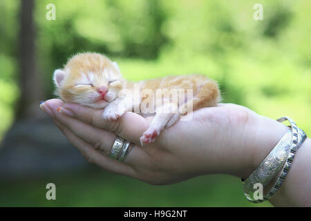 New born kitten in hand Stock Photo