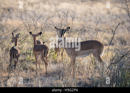 An antelope with baby animals is cautiously looking into camera at Etosha National Park of Namibia Stock Photo