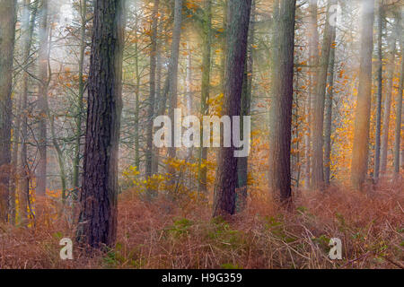 Larch Larix decidua abstract view of woodland Stock Photo