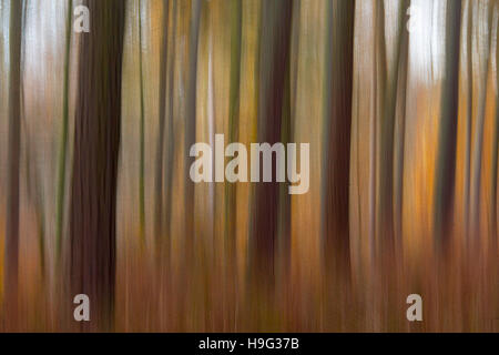 Larch Larix decidua abstract view of woodland Stock Photo