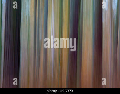 Larch Larix decidua abstract view of woodland Stock Photo