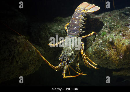 Common spiny lobster (Palinurus elephas), also known as the Mediterranean lobster. Stock Photo