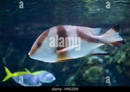 Emperor red snapper (Lutjanus sebae), also known as the government bream. Stock Photo