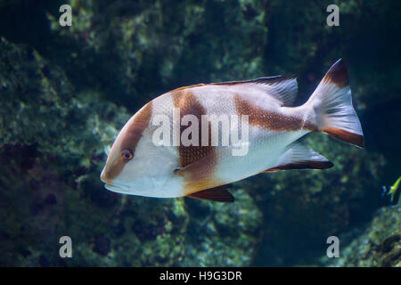 Emperor red snapper (Lutjanus sebae), also known as the government bream. Stock Photo