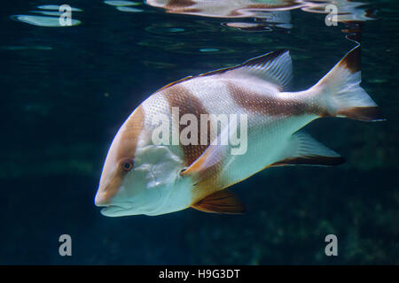 Emperor red snapper (Lutjanus sebae), also known as the government bream. Stock Photo