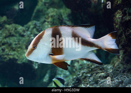 Emperor red snapper (Lutjanus sebae), also known as the government bream. Stock Photo