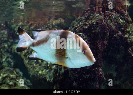 Emperor red snapper (Lutjanus sebae), also known as the government bream. Stock Photo