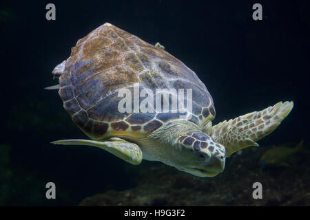 Loggerhead sea turtle (Caretta caretta), also known as the loggerhead ...