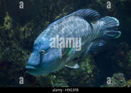 Humphead wrasse (Cheilinus undulatus), also known as the Napoleon fish. Stock Photo