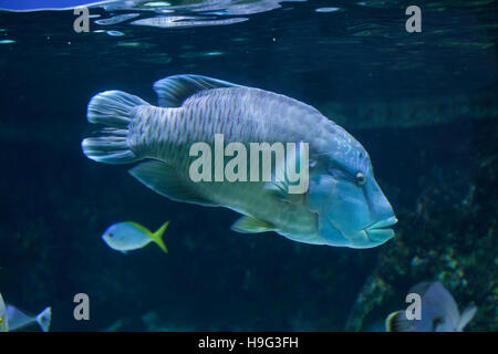 Humphead wrasse (Cheilinus undulatus), also known as the Napoleon fish. Stock Photo