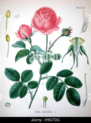 Rosa centifolia, petaled rose, the Provence rose or cabbage rose or Rose de Mai is a hybrid rose Stock Photo