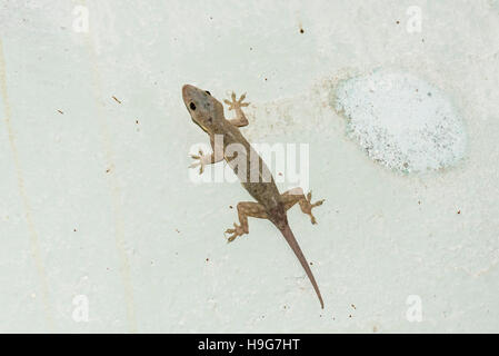 A Tropical House gecko Stock Photo