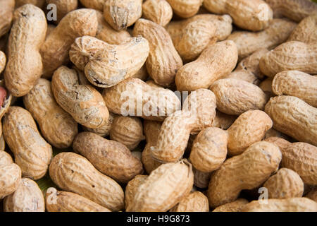 Peanuts or groundnuts (Arachis hypogaea) Stock Photo