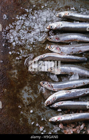 Raw fresh anchovies fishes Stock Photo