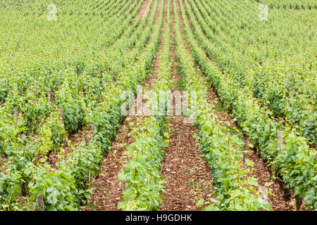 Vineyards near to the twon of Beaune in Burgundy, France. Stock Photo