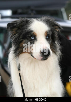 Australian Shepherd with blue eyes Stock Photo
