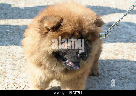 Chow chow in the garden