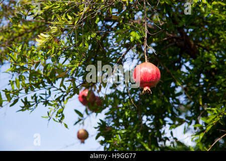 Pomegranate growing on a tree Stock Photo