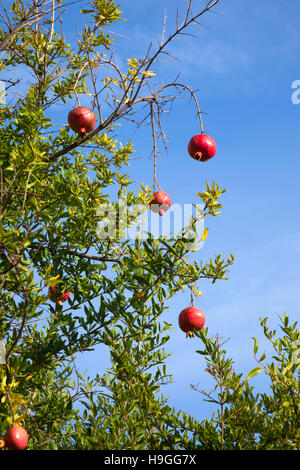 Pomegranates growing on a tree Stock Photo