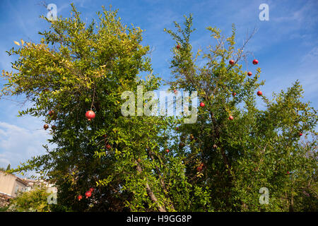 Pomegranates growing on a tree Stock Photo