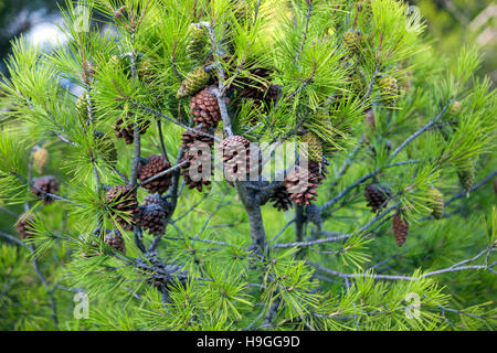 Pine cones growing on a pine tree branch Stock Photo