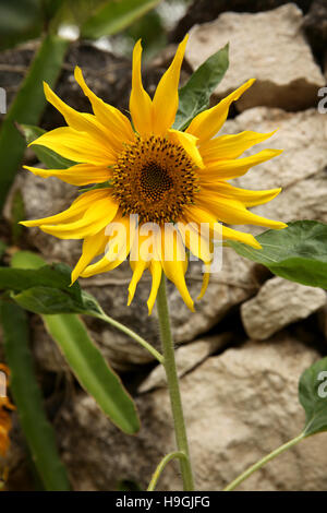 Beautiful yellow sunflower in bloom in the garden against a stone wall. Stock Photo