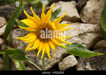 Beautiful yellow sunflower in bloom in the garden against a stone wall. Stock Photo